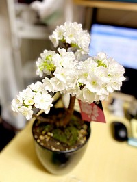 B-foot16周年！桜満開🌸